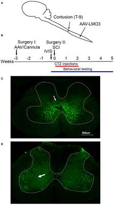 Restoring Function After Severe Spinal Cord Injury Through BioLuminescent-OptoGenetics